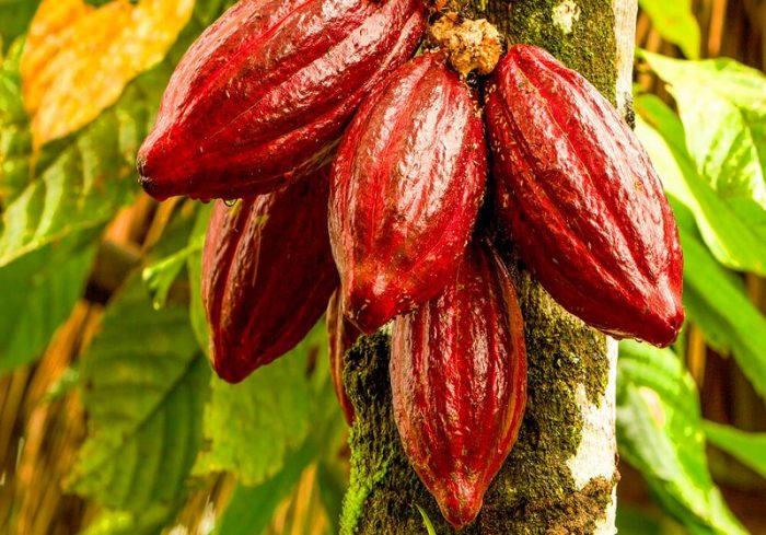 Come coltivare una pianta di cacao_800x559